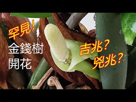 金錢樹花|金錢樹開花好嗎？探索金錢樹的神秘魅力與風水寓意